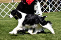 01 Dogs_Bred By Exhibitor