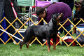 170929_American Rottweiler ClubRegion 1 Specialty Shows